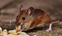 24 Hour & Emergency Exterminators in Cedar Mtn, NC